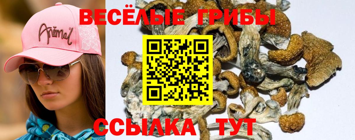 Галлюциногенные грибы Cubensis Северск